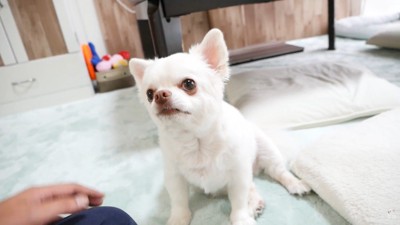 ヤキモチを妬くコハクくん4