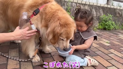 ほのちゃんがお手伝い