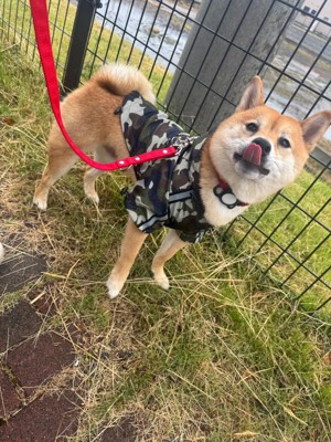 ペロッ