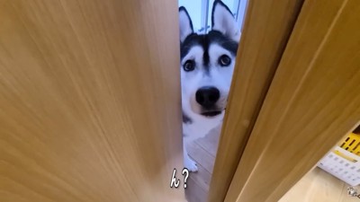 部屋を覗き込むはっちゃん