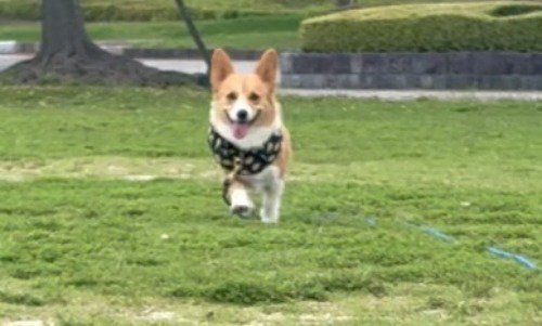 飼い主の方へ駆けてくる犬
