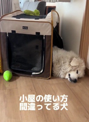 小屋から飛び出ていたり…