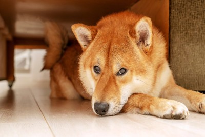くつろぐ柴犬