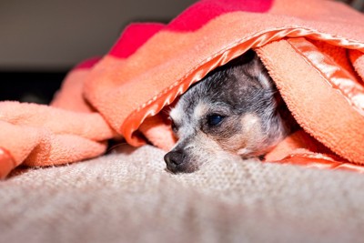 毛布の下にいる犬