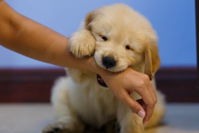 人の手首を噛むゴールデンの子犬