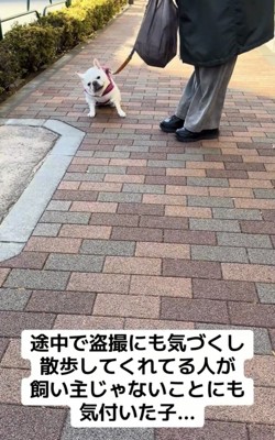 その場から動かない犬
