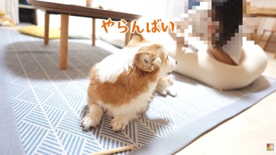 「ガムはやらんぞ！取るなよ！？」