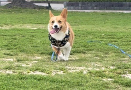 走って飼い主の方へ近づく犬