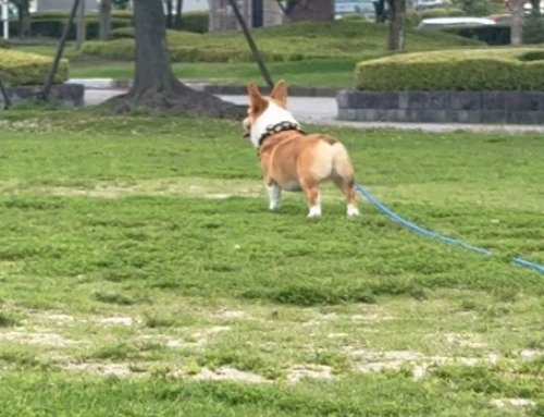 原っぱの上に立つ犬