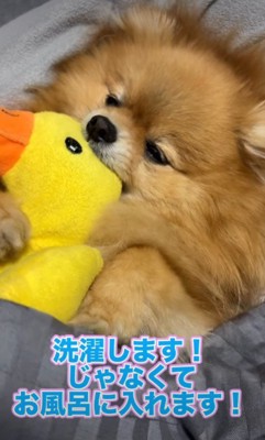 アヒルさんがお気に入り♡