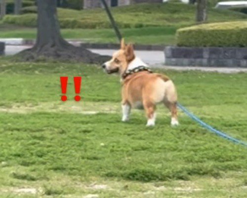 飼い主の方をふり返る犬
