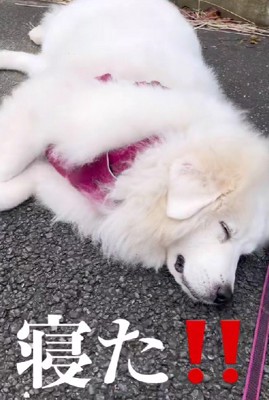 道で寝ちゃった！？