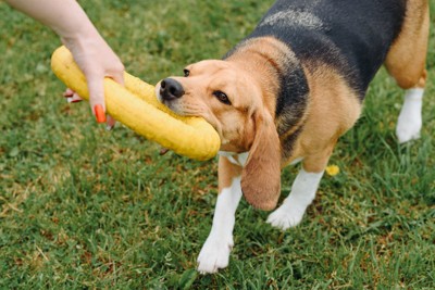 黄色のおもちゃで遊ぶ犬