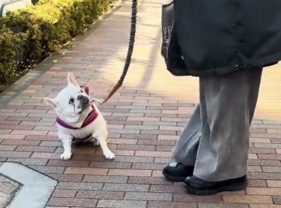 リードを持つ人を見つめる犬