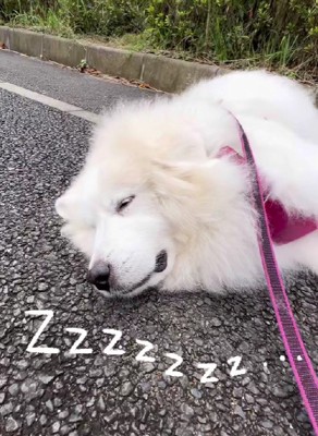 マイペースな性格だそう
