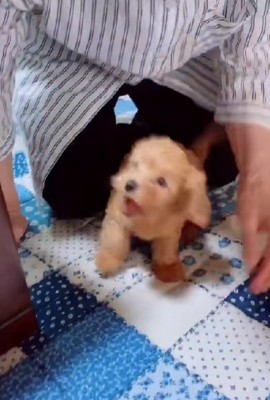 大喜びのメリーちゃん