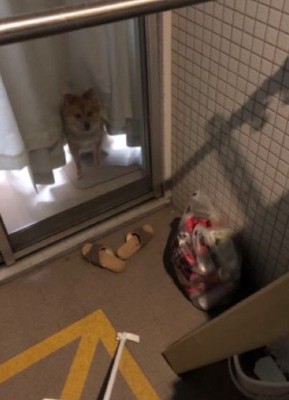 配達員さんをじっと観察