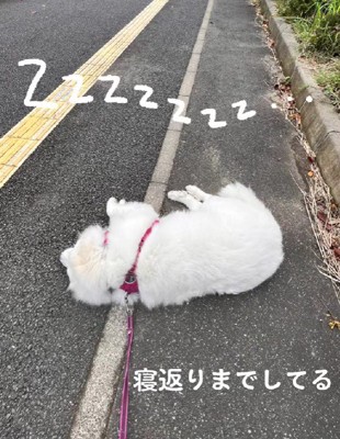 寝返りまでするムーちゃん