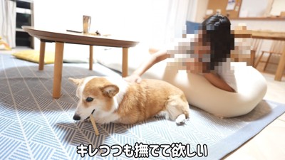 「でもナデナデはして♡」