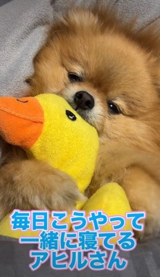 ポメラニアンのむぎちゃん