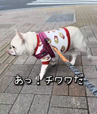 勢いよく駆け出す犬