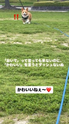 飼い主の方へ歩いてくる犬