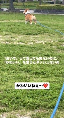 犬に「かわいいね」と声をかける飼い主
