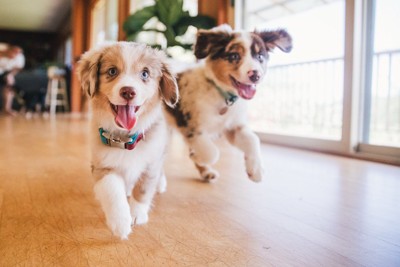 走り回る二匹の犬