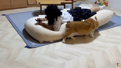 クッションに体をスリスリ