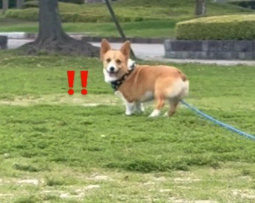 遠くから飼い主を見つめる犬