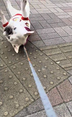 仰向けに転がる犬