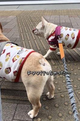 犬の後ろ姿を見送る2匹の犬