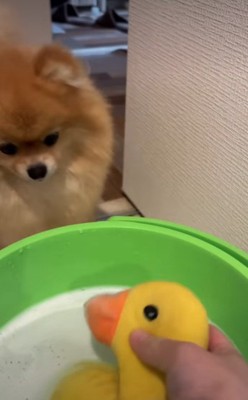 丸洗いすることに…