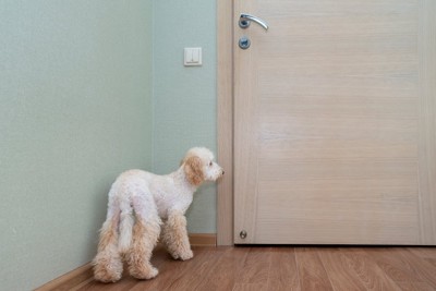 ドアの前で待つ犬