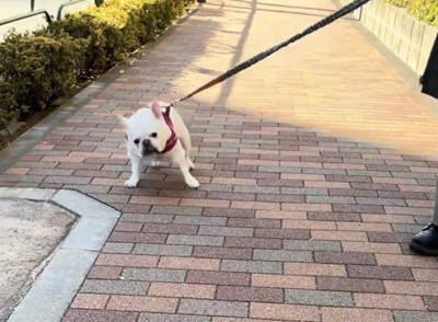 足を踏ん張る犬