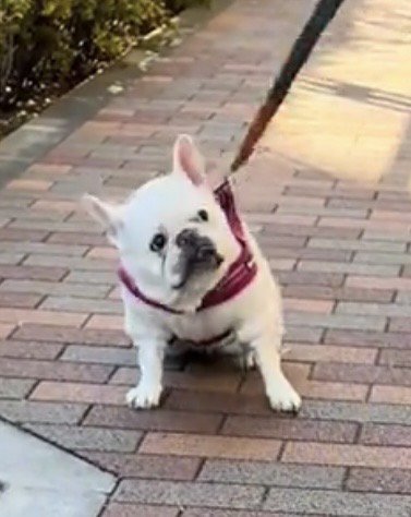 立ち止まって見上げる犬