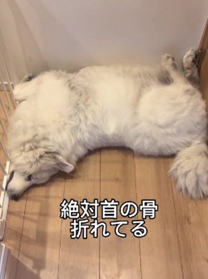 ぎゅっと挟まって眠ったり…