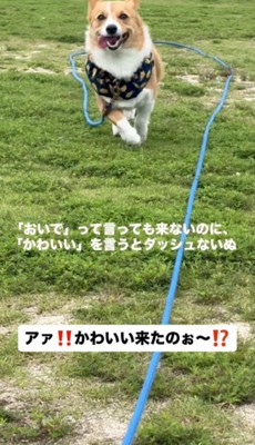 舌を出しながら走る犬