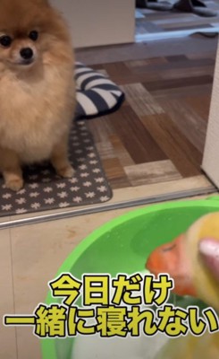 じっと見つめるむぎちゃん