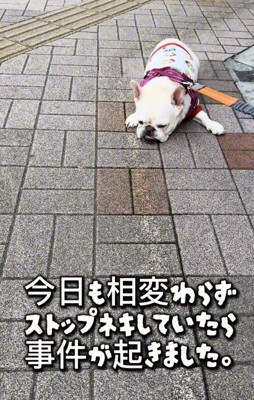 地面に伏せる犬