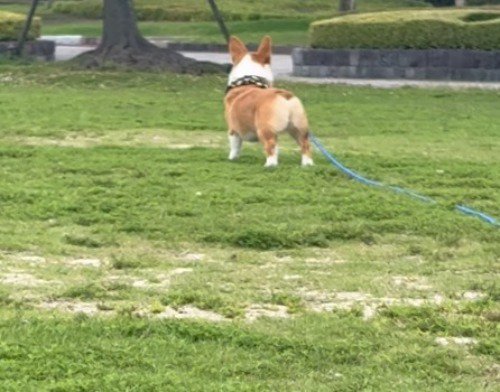 周囲を見まわす犬