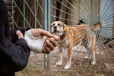 手に包帯を巻いた人と大型犬
