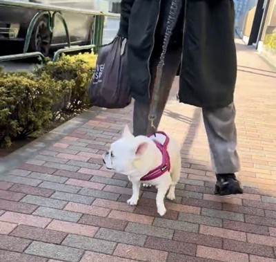横を振り返る犬