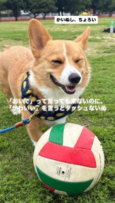 笑顔で飼い主の前に立つ犬