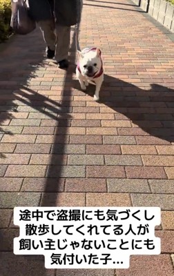 人と一緒に歩く犬