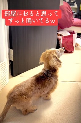 「どこにいるの?」
