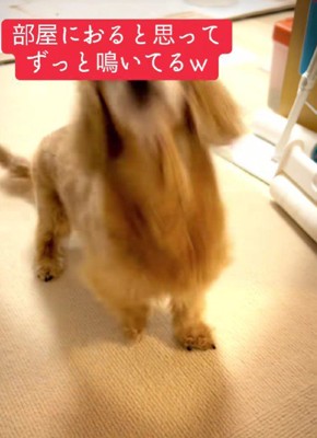 可愛い文句も♡