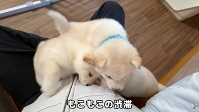 競い合うようにお膝の上へ