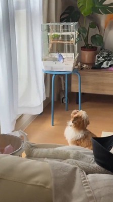 鳥かごを見つめる犬