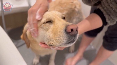 シャンプー中もうっとり…♡